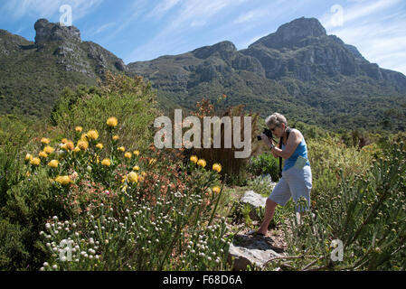 Touristen fotografieren Protea Pflanzen am Table Mountain Kapstadt Südafrika Stockfoto