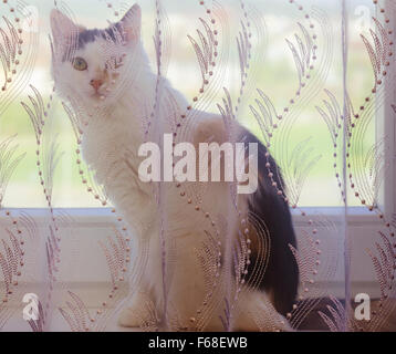 Katze und Vorhänge Stockfoto