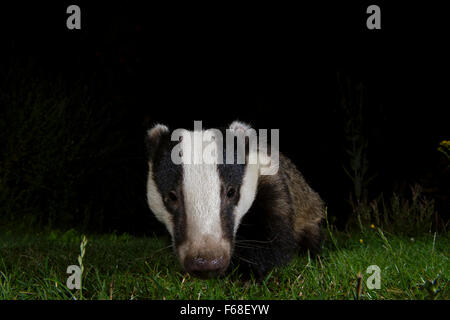 Eine Nahaufnahme von einem eurasischen Dachs (Meles Meles) auf der Suche nach Nahrung in der Nacht in s Garten, Hastings, East Sussex, UK Stockfoto