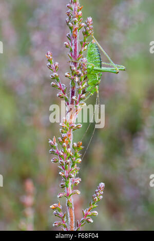 Ein Speckled Bush-Cricket ruht auf Heidekraut, in frühen Morgentau bedeckt. Brede High Woods, East Sussex Stockfoto