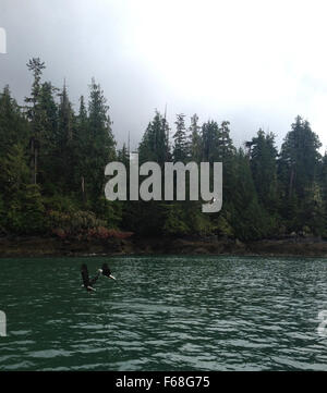 Weißkopf-Seeadler fressen Fische in der Nähe von Ketchikan, Alaska. Stockfoto