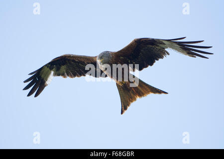 Ein einzelner Rotmilan im Flug, isoliert gegen einen sauberen Himmel, gemeinsamen Weihnachten, Oxfordshire, Vereinigtes Königreich Stockfoto