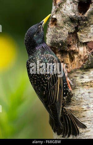 Eine Suche nach Nahrung in einem Toten Zweig Starling (Sternus Vulgaris) Stockfoto