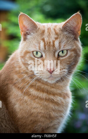 Aufnahme während Ingwer Katze sitzend auf einem Gartentisch direkt in die Kamera schauen. Stockfoto