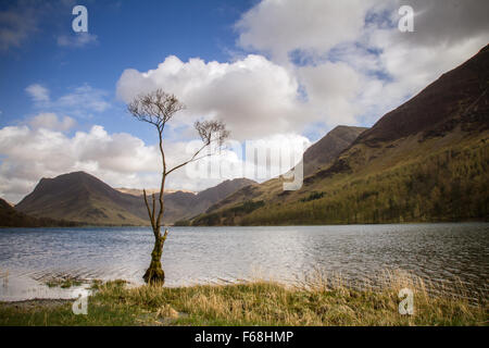 Alter Baum auf buttermere Stockfoto