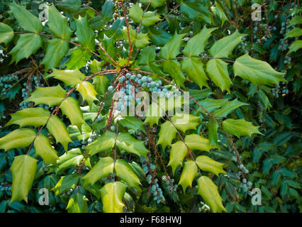 Mahonia Bealei Laub (Leatherleaf Mahonia) mit blauen Früchten. Stockfoto