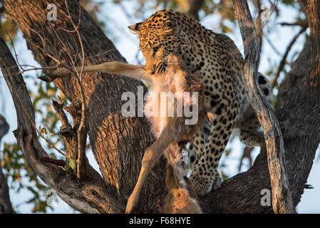 Weibliche Leopard (panthera pardus) Cub in Baum mit frischen Töten im Moremi Nationalpark, Botswana Stockfoto