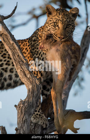 Weibliche Leopard (panthera pardus) Cub in Baum mit frischen Töten im Moremi Nationalpark, Botswana Stockfoto