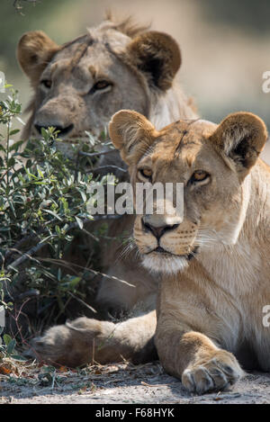 Männliche und weibliche Löwe auf der Suche nach Beute. Sie waren gerade Elefanten trinken und spielen in Mopani pan in Savuti (Chobe NP), Botswana Stockfoto