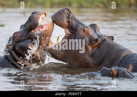 Zwei Flusspferde (Hippopotamus amphibius) palying in Wasser mit kleinen Hippo beobachten im Moremi Nationalpark, Botswana Stockfoto