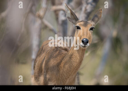 Riedböcke in schöner Nachmittag Sonnenlicht im Moremi NP (khwai), Botswana Stockfoto