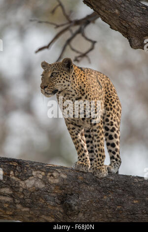 Weibliche Leopard (panthera pardus) im Baum im Sonnenlicht am Nachmittag im MOREMI NP (khwai), Botswana Stockfoto