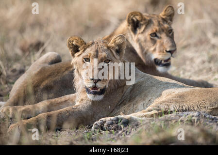 Zwei Löwen Brüder entspannen am Nachmittag, Sonnenschein in Moremi Nationalpark, Botswana Stockfoto