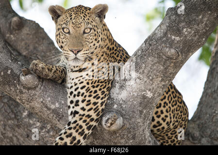 Männliche Leopard (panthera pardus) ruhen in Wurst Baum im Moremi Nationalpark (2. Brücke), Botswana Stockfoto