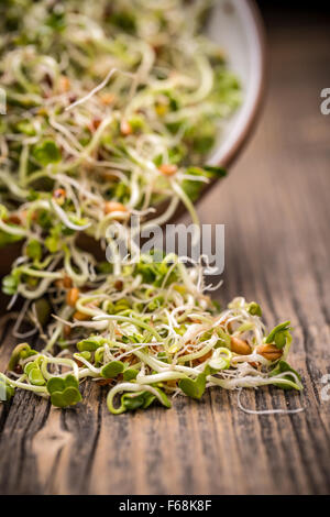 Mischung aus verschiedenen Sprossen in Holzoberfläche Stockfoto