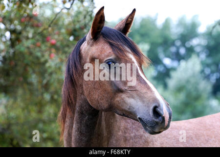 Leiter der ein Shagya Araber auf Ländliches Motiv Ackerland Stockfoto