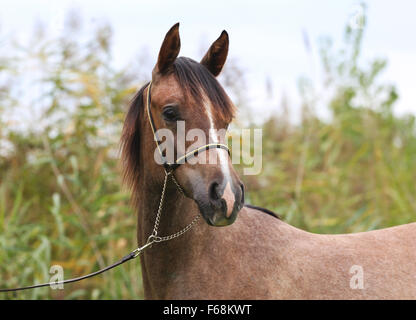 Reinrassige Araber posiert auf natürlichen Weiden Stockfoto