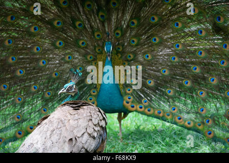 Pfau zeigt seine schöne Rute, aber solche ist nicht beeindruckt Stockfoto