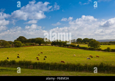 Gemischte Vieh an der RSPB Arne reservieren im Hafen von Poole, Dorset, England. Stockfoto