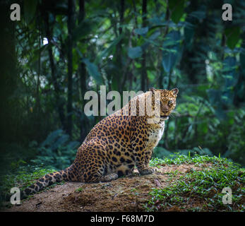 Schwanger Jaguar weiblich sieht Kamera mit Wald im Hintergrund Stockfoto