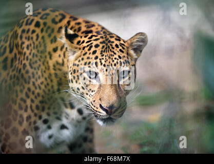 Closeup Portrait von Jaguar Blick in die Kamera, geringe Schärfentiefe Stockfoto