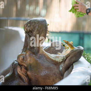 Zoo-Besucher feeds Nilpferd mit frischem Salat Stockfoto