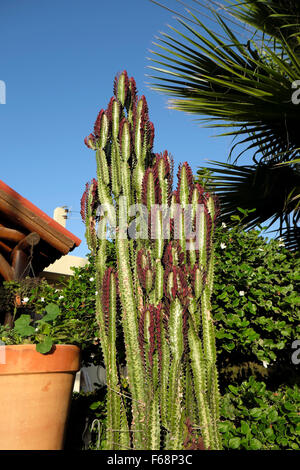 Kaktus Pflanze in einem Garten in Bellapais Nord Zypern KATHY DEWITT Stockfoto