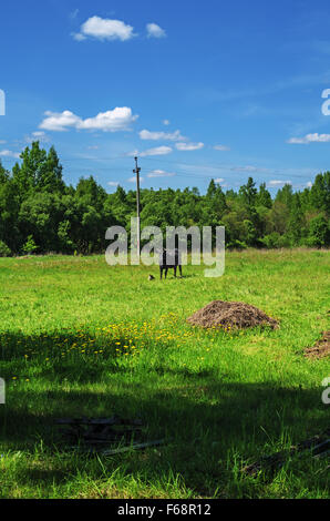 Kuh auf einer Weide in der Nähe von Landhaus. Stockfoto