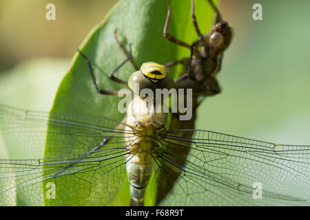 Vor kurzem tauchte Southern Hawker Libelle Festhalten an Moor-Bohne Blatt neben der leeren Larve Fall Stockfoto