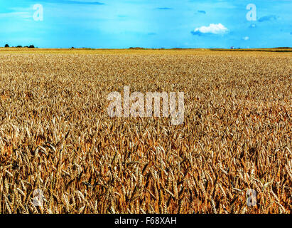 Agrarlandschaft mit Weizenfeld Stockfoto