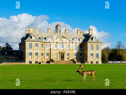 Rehe grasen vor Belton House, in der Nähe von Grantham, Lincolnshire, England UK Stockfoto