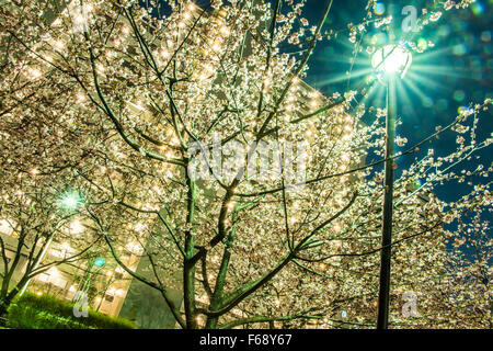 Kirschblüte im Shioiri Park in der Nähe von Senju-Shioiri-Ohashi Brücke, Sumida-Fluss, Tokyo, Japan Stockfoto