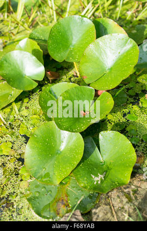 Der Regen Sie gefleckte Seerose Blätter mit Wasserlinsen und Wasser Soldat Pflanzen im Gartenteich Stockfoto