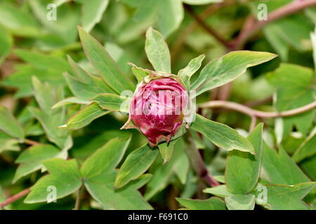 Pfingstrose Knospe Nahaufnahme. Die Moutan oder chinesische Baum Pfingstrose, Paeonia Suffruticosa. Jade Buddha Garten. Anshan, Liaoning Provinz, China Stockfoto