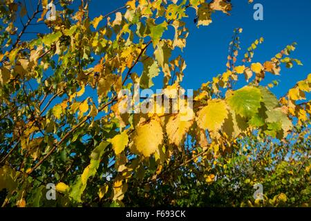 ELM, Englisch - Ulmus Procera, Blätter im Herbst drehen. Stockfoto