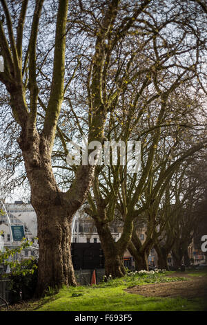 Eine Reihe von Ahornblättrige Platane Bäume im St James' Park in The Haymarket, Bristol City, UK Stockfoto