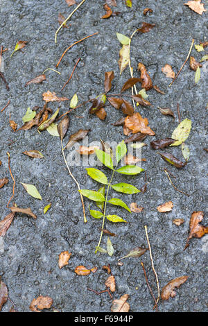 Eiche, Esche und Buche Blätter auf nassen Feldweg nach herbstlichen Dusche Stockfoto