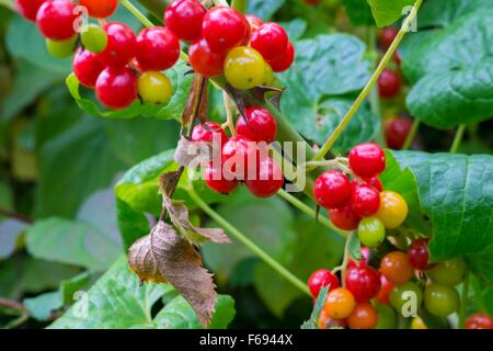 Schwarz-Zaunrübe - Tamus Communis, reifen Beeren im Herbst Hecke. Stockfoto