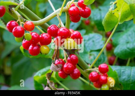 Schwarz-Zaunrübe - Tamus Communis, reifen Beeren im Herbst Hecke. Stockfoto