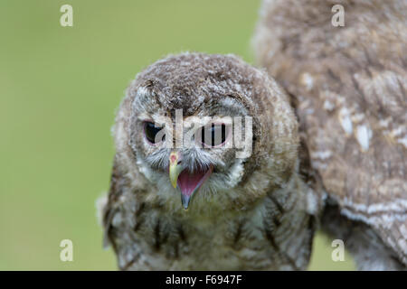 Junger Waldkauz Strix Aluco, junger Waldkauz Stockfoto