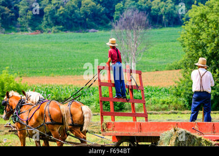 Amish-Vater und Sohn-Team in den Bereichen während der Erntezeit in Wisconsin Stockfoto