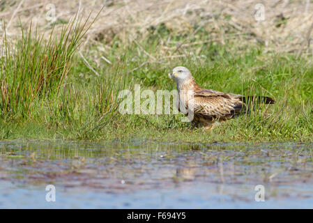 Rotmilan Milvus Milvus, Rotmilan Stockfoto