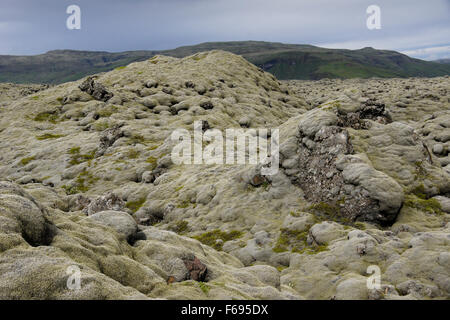 Wollige Fransen Moos für Eldhraun Lavafeld, Laki Bereich Skaftafell-Nationalpark, Island Stockfoto