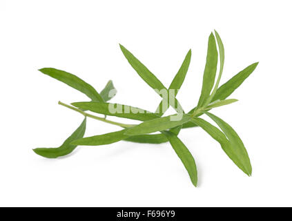 Estragon (Artemisia Dracunculus) isoliert auf weißem Hintergrund Stockfoto