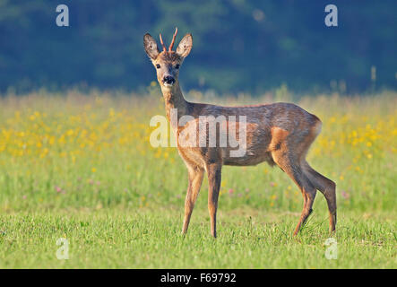 Foto von männlichen Rehwild in einem Feld Stockfoto