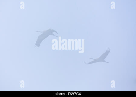 Gemeinsame Kranich (Grus Grus) paar auf der Flucht. Agamon Hula. Hula-Tal. Israel. Stockfoto