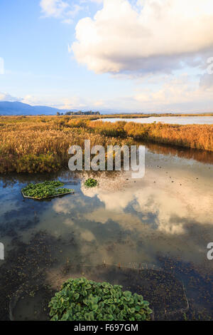 Hula-Naturschutzgebiet im Abendlicht. Hula-Tal. Israel. Stockfoto