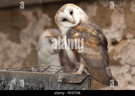 Schleiereule Stockfoto