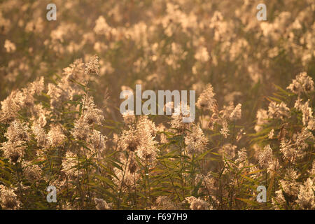 Schilf im Abendlicht. Hula-Naturschutzgebiet. Hula-Tal. Israel. Stockfoto