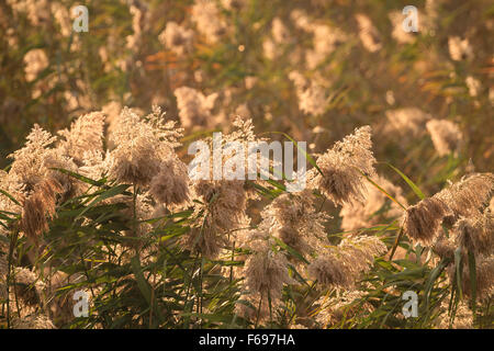 Schilf im Abendlicht. Hula-Naturschutzgebiet. Hula-Tal. Israel. Stockfoto